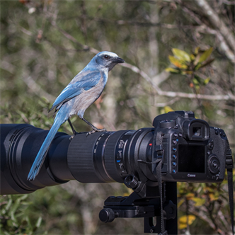 Bird Photography at Lake Apopka North Shore