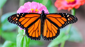 Monarch Butterflies for the Gulf Coast