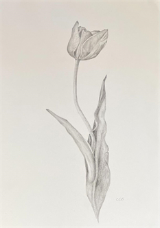 Fundamentals of Drawing and Painting Botanicals (in person)