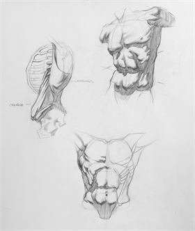 Bridgman Anatomy: Torso front and Back