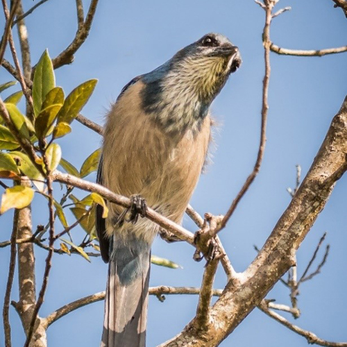 Scrub Jay Photo Workshop